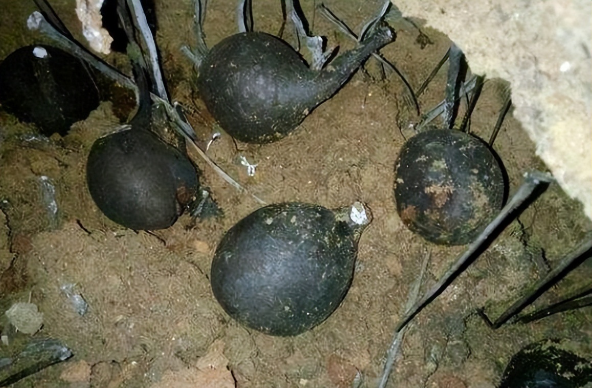 白参菌多少钱一斤(它叫) - 价格百科