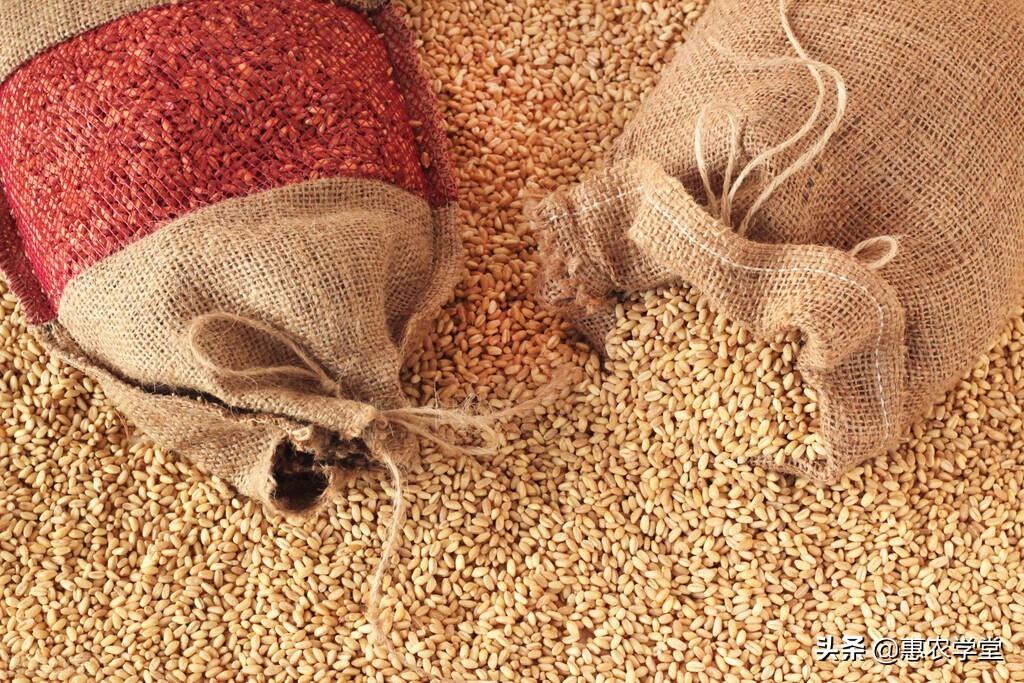 小麦目前多少钱一斤？元旦能涨到1.5元吗？12月小麦价格行情分析