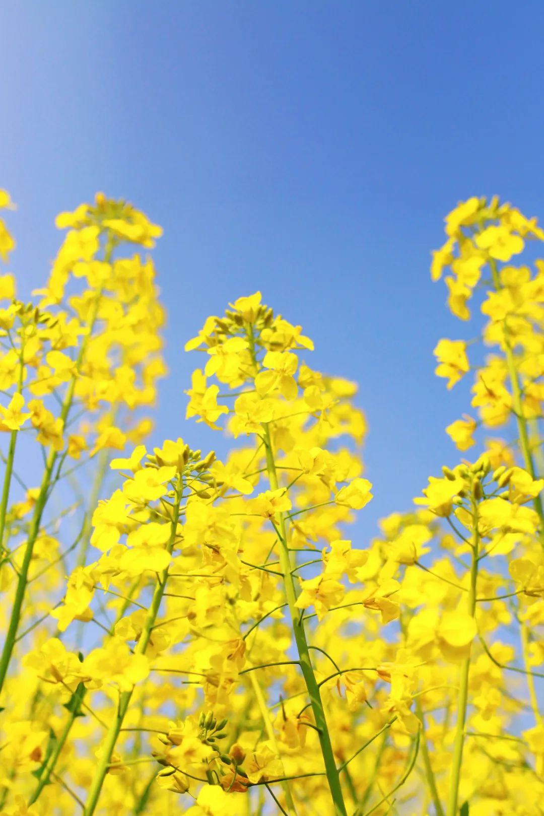 什么？这份春日赏花图鉴，竟然藏着热带花