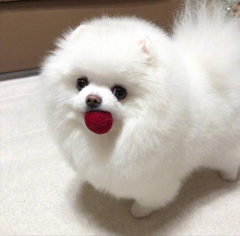 ͼ:Ȯ