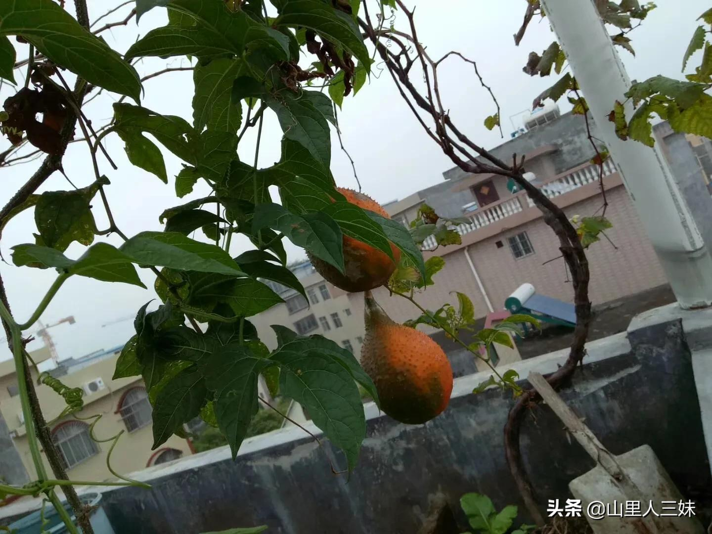 ¥԰ֲ˰ɣʵ߲ɣֵˮʻ