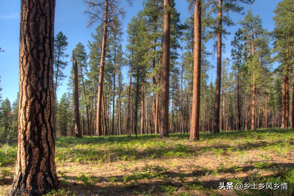 乔木和灌木的区别，教你从四个方面快速辨别