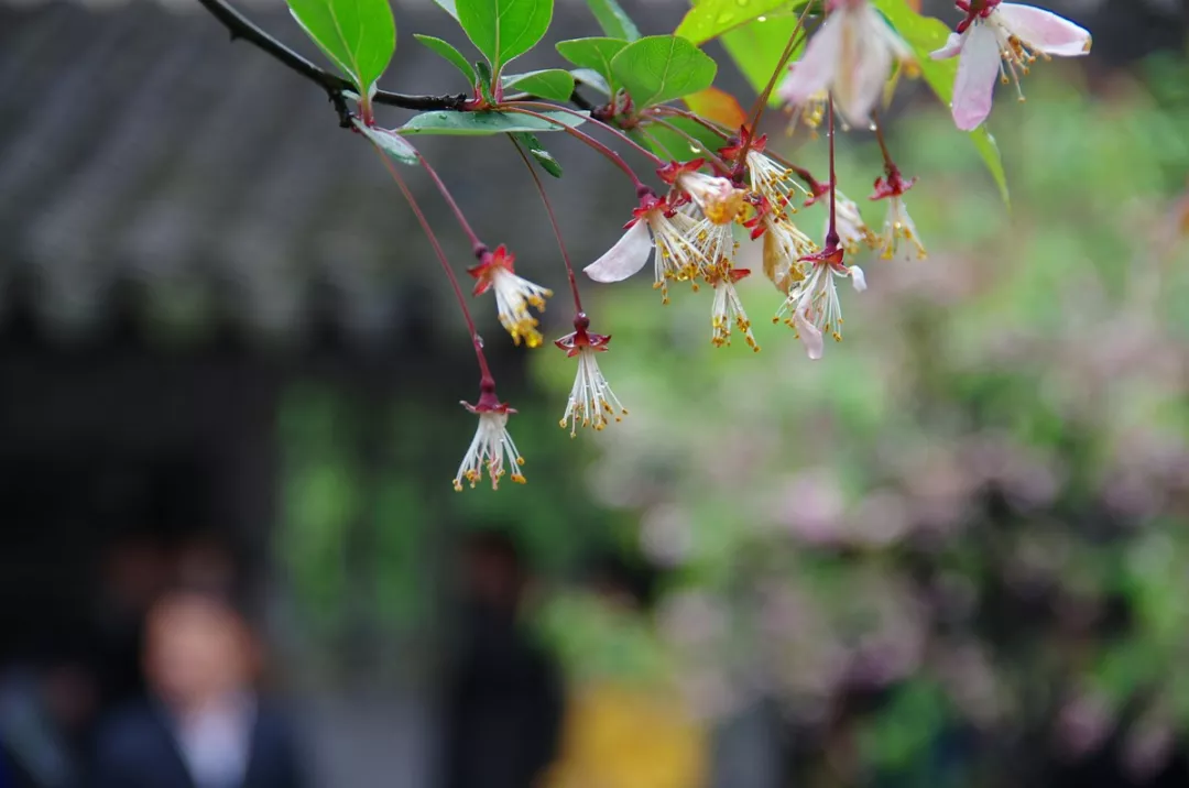 雨中草色绿堪染，雨水读诗唤春来