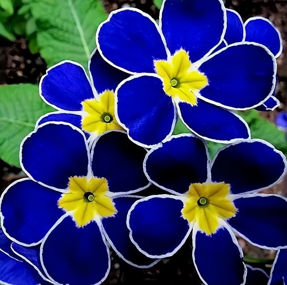 蓝色百合花的寓意图片