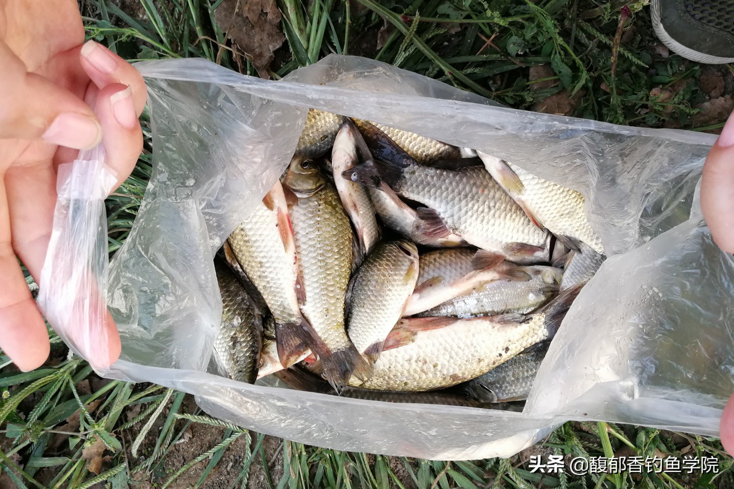 鲫鱼饵料配方大全(野钓鲫鱼用什么饵料效果好？野钓鲫鱼最常用的几种饵料配方)