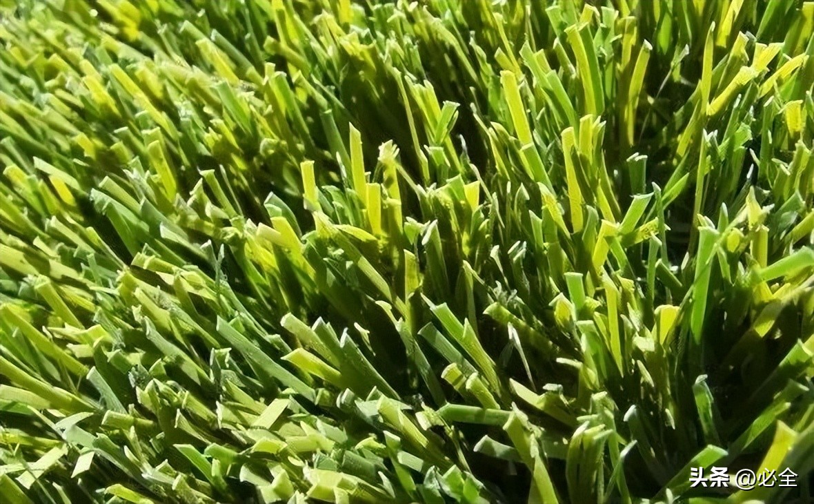 世界杯草皮是真草吗（世界杯足球场上的草坪有什么不一样？）-华海博客