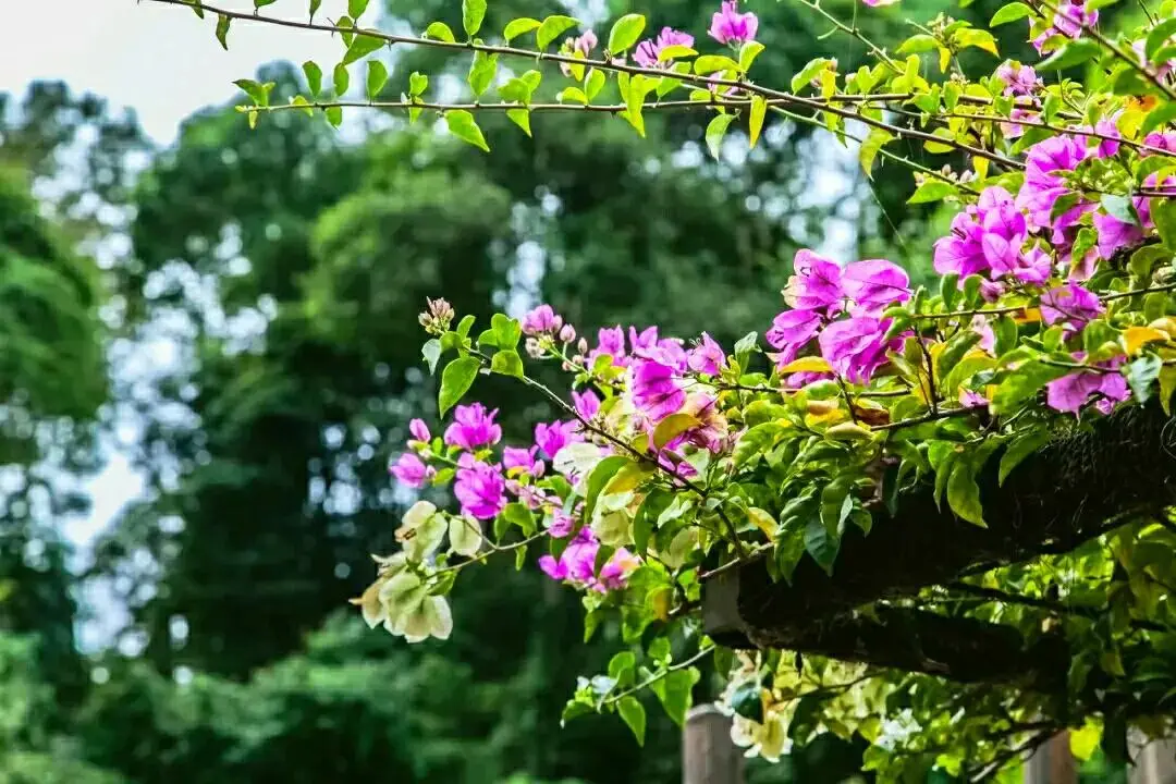 广州打卡必去的地方（广州浪漫的景点有哪些）