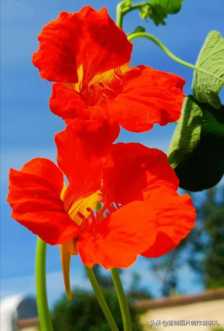 春色满园花盛开，群蜂恋蕊采蜜来