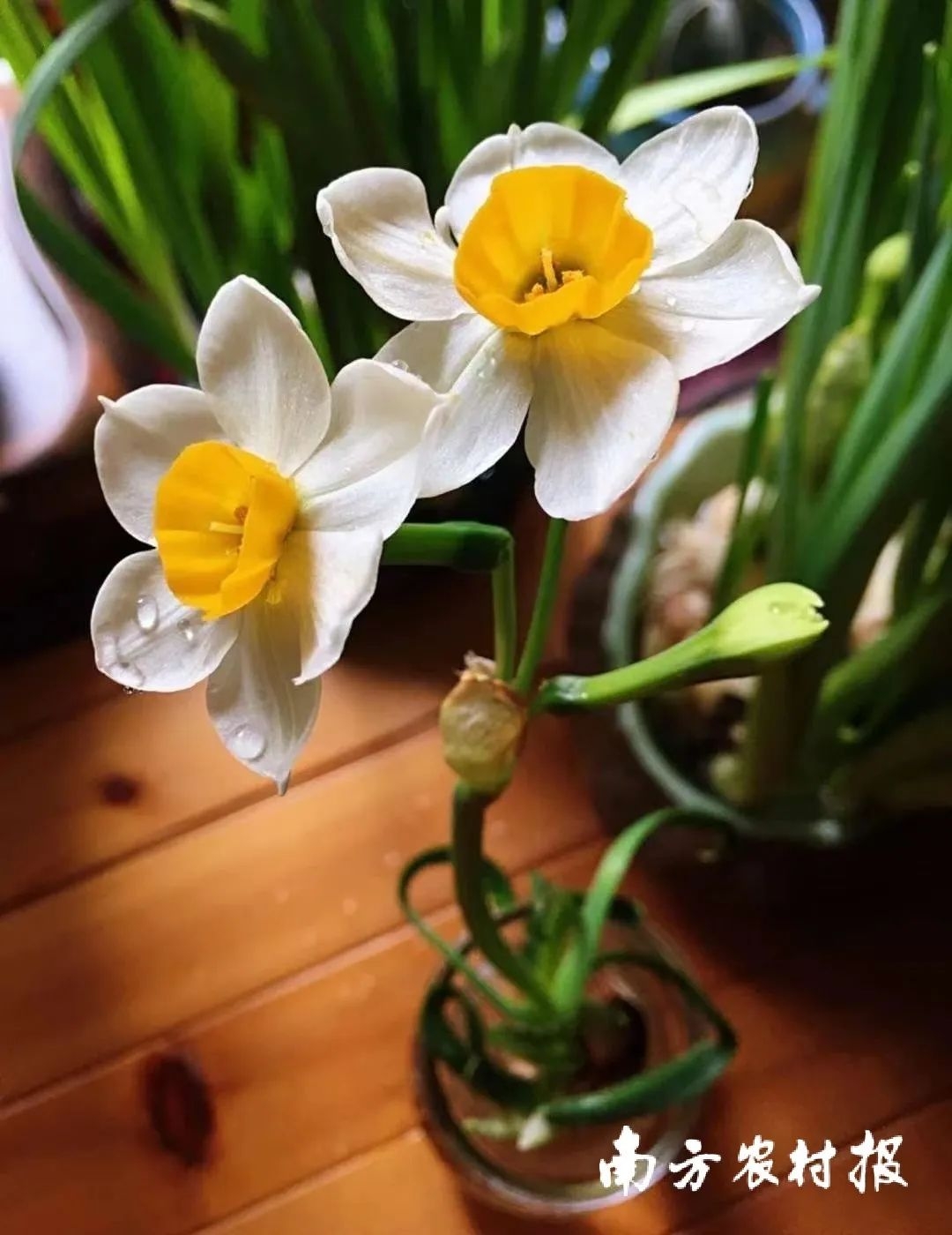 从化室内花卉哪些种类（年货推介第一弹！广东花市强势回归，哪朵花是你的最爱？（附各地市购花攻略））