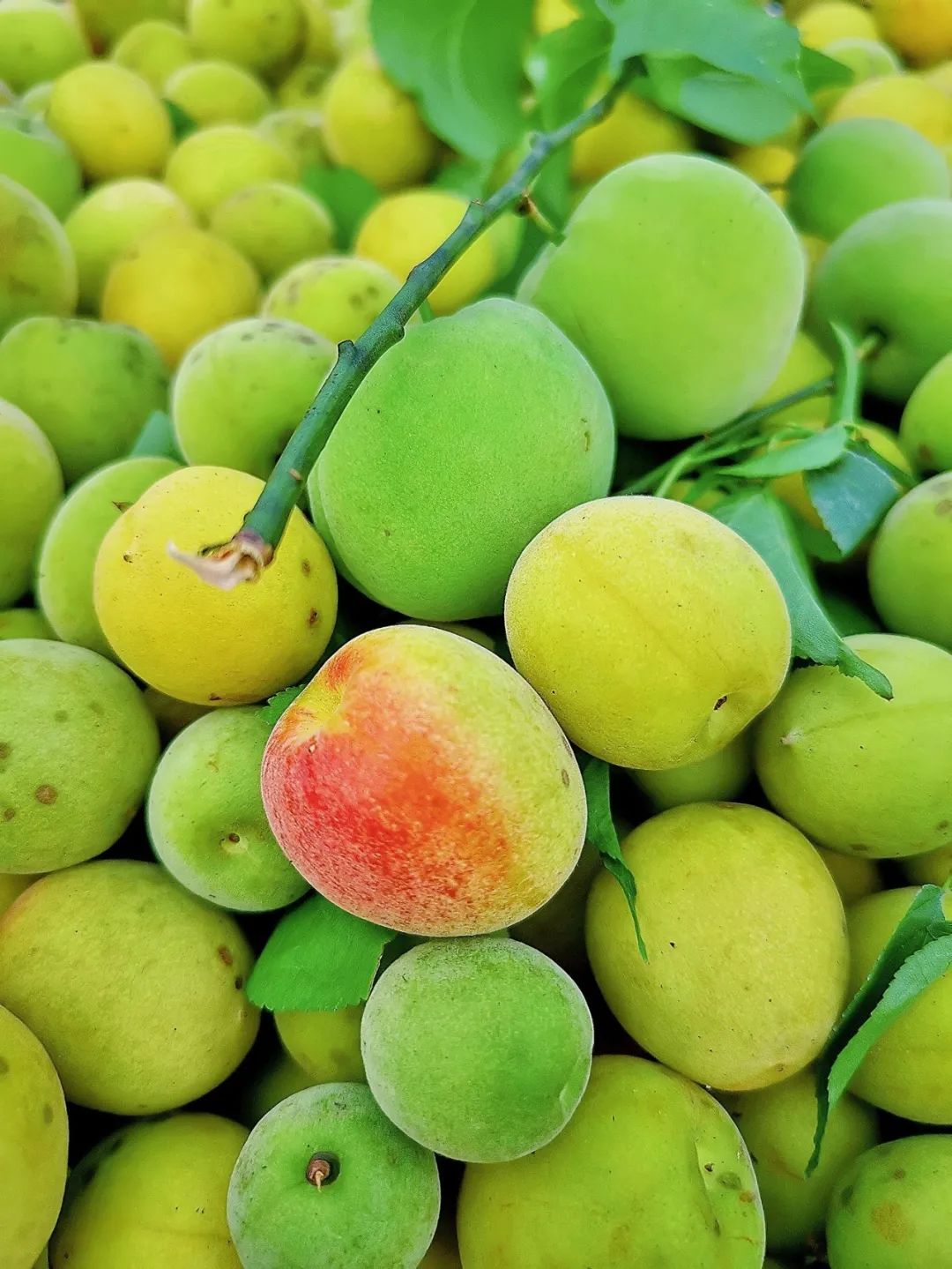 广西,满足你对水果的所有幻想