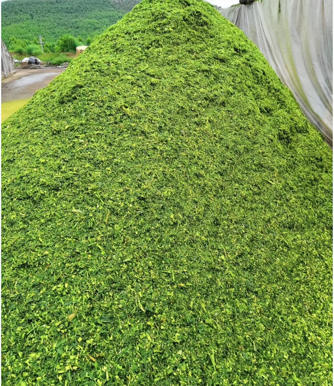 种植牧草养殖的好处和牧草的利用