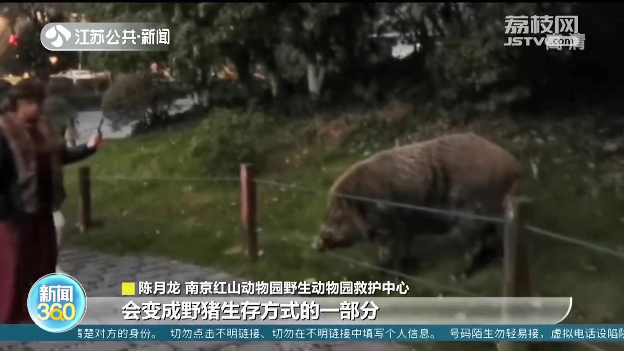 南京“网红野猪”乞食吃下15个馒头 公园：禁止投喂，于人于动物皆不利