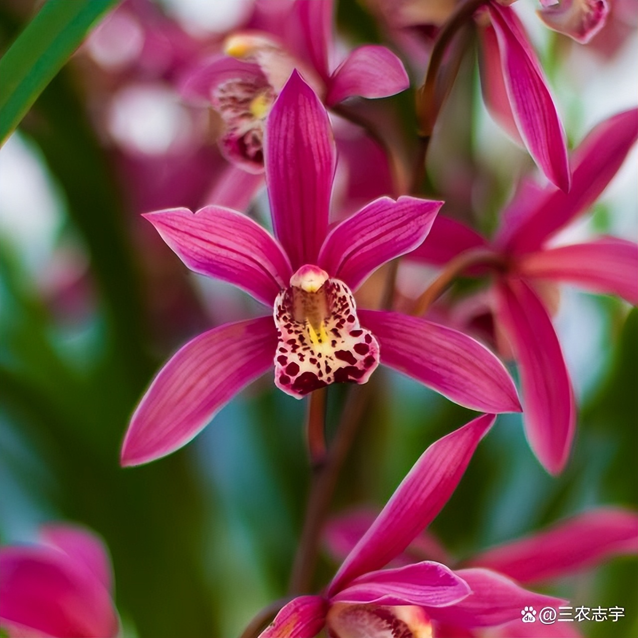 四季美名品——紫霞仙女，花色艳丽，香气很浓，摆一盆上档次
