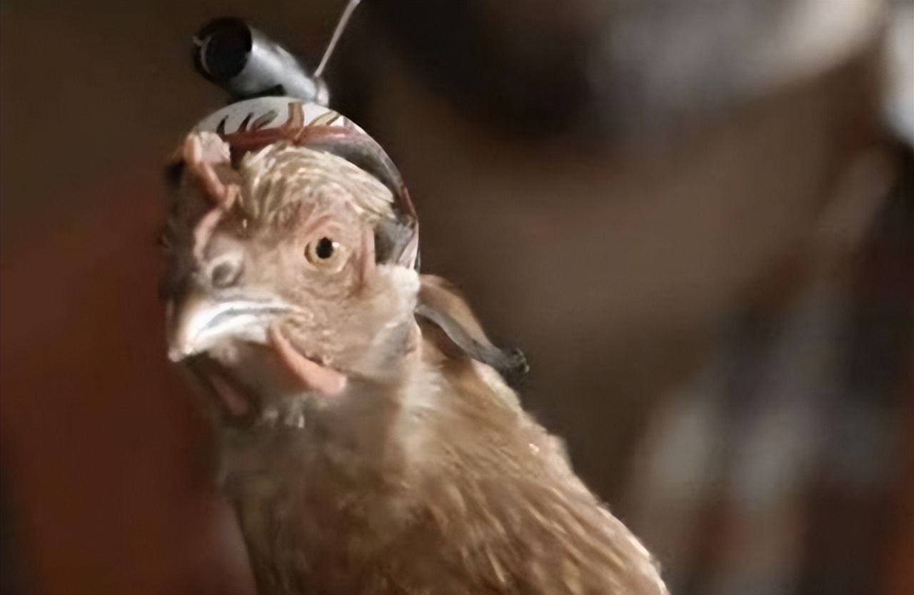 鸡头防抖是怎么做到的?揭秘鸡头防抖的奥妙