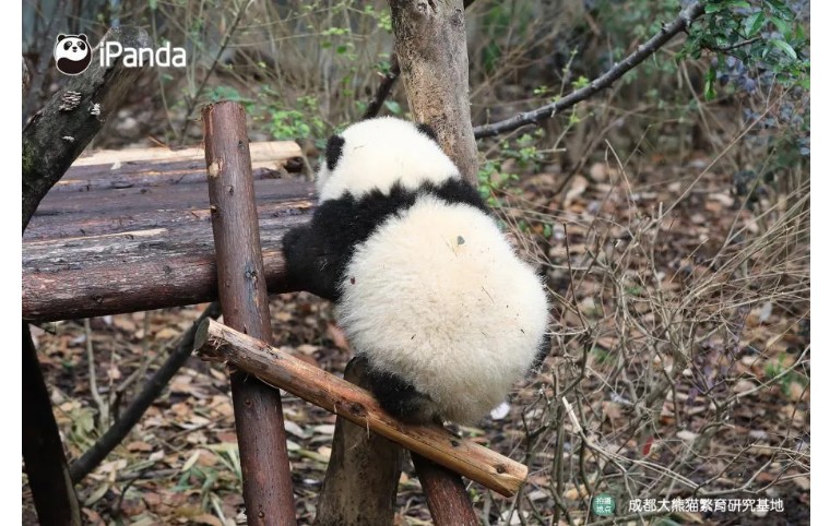 熊猫英语怎么读（熊猫英语怎么读bird）-第5张图片-易算准