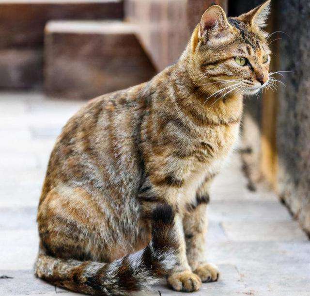 猫界最“忠诚”的猫，和最“白眼狼”的猫，有你家的吗？