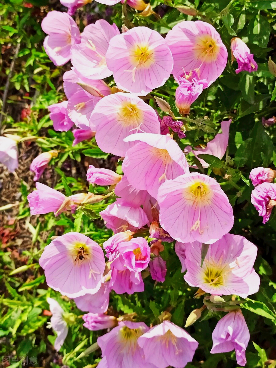 一花一世界，一花一叶送祝福，有花陪伴最幸福；有叶牵挂更美好