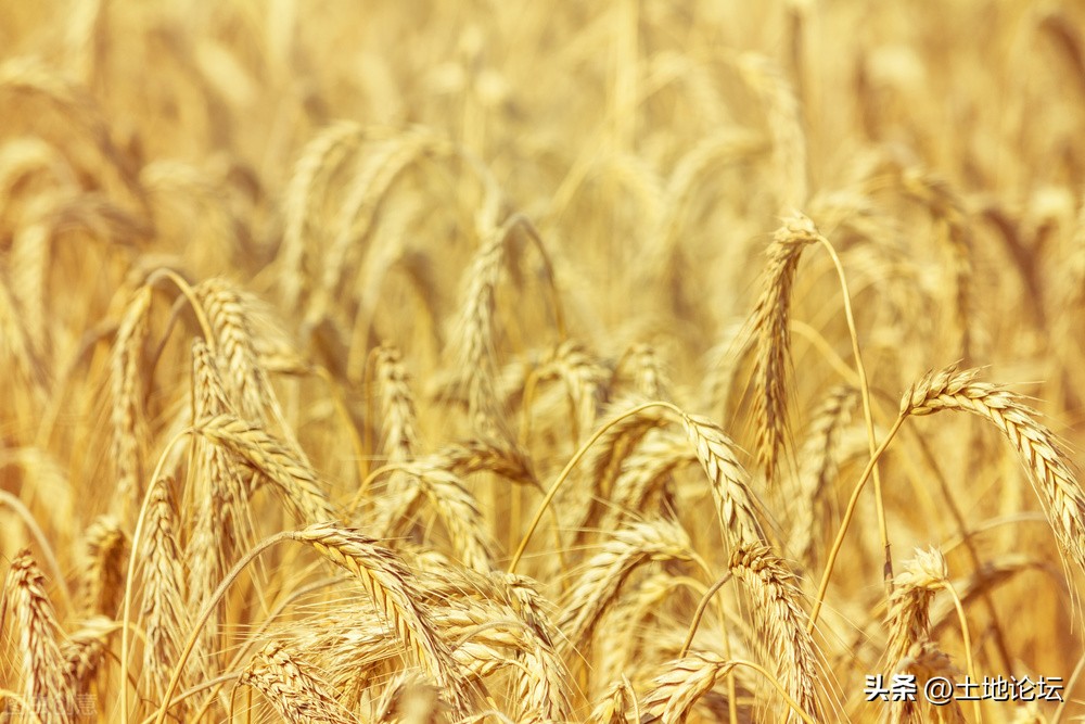 2022年小麦价格最新行情：多少钱一斤？还会涨吗？