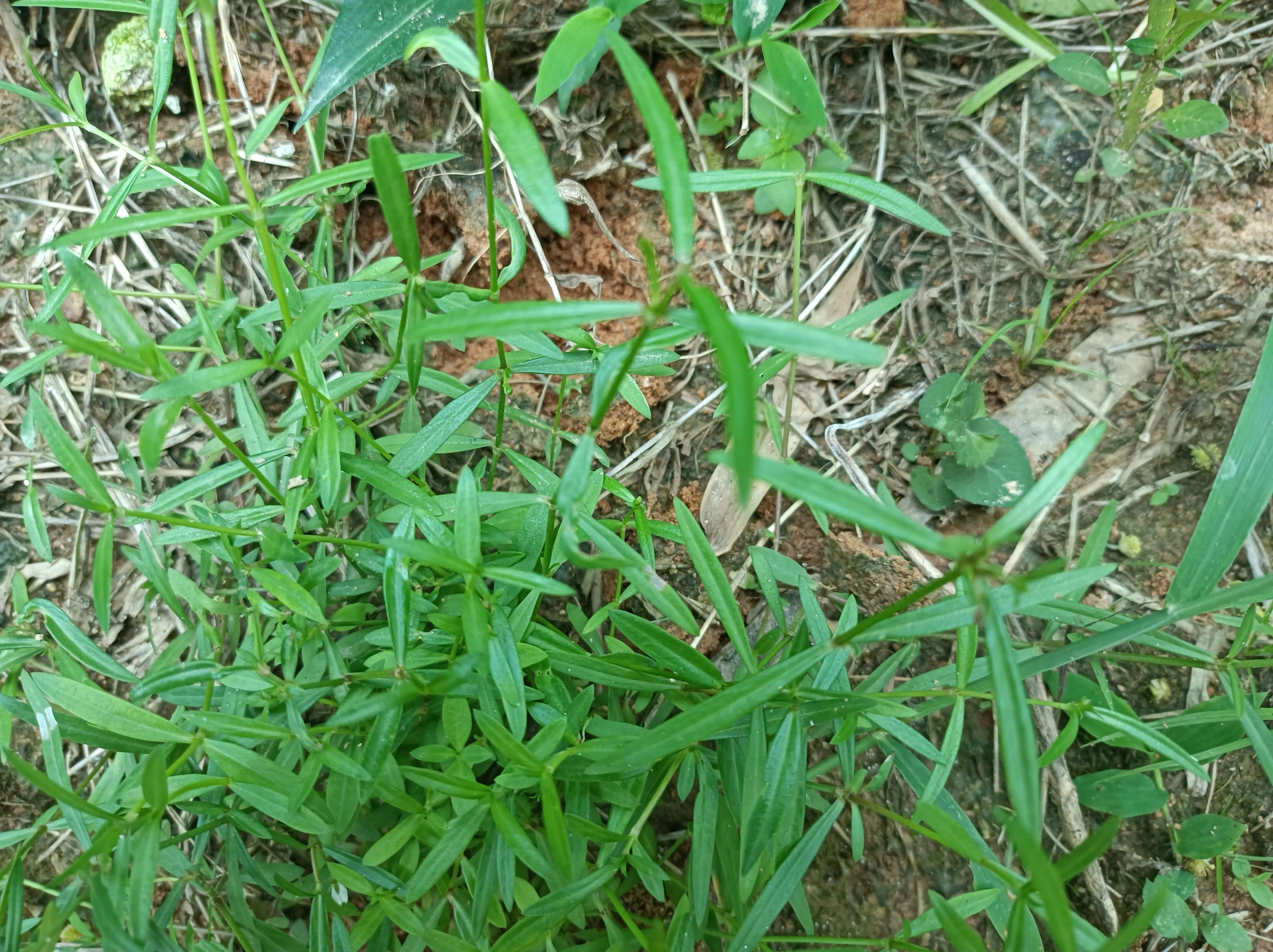 田边发现这种"蛇舌草",请不要除掉,价值很高,对癌肿有奇效