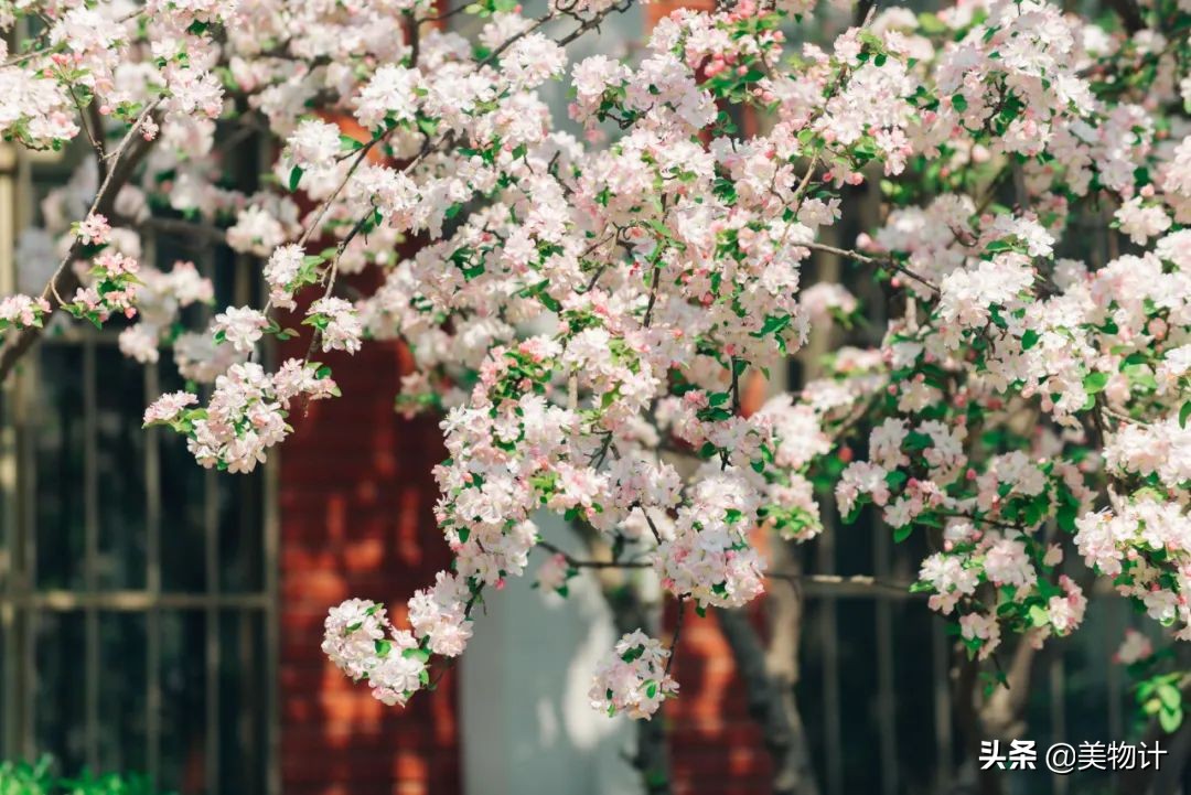 菊花的花语和寓意（一文了解菊花象征的含义）