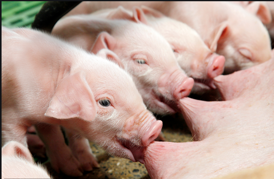 全国今日仔猪价格表，全国今日仔猪价格表广东省的小猪价格是多少三元杂?