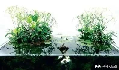 电光美人鱼咬别的鱼吗（180cm鱼缸的完美搭配）