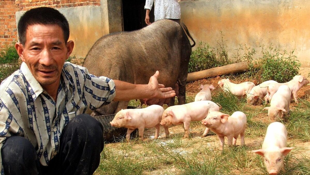 全国猪肉跌至11元/斤，大连生猪每斤7.5元，农户表示1头猪亏200元
