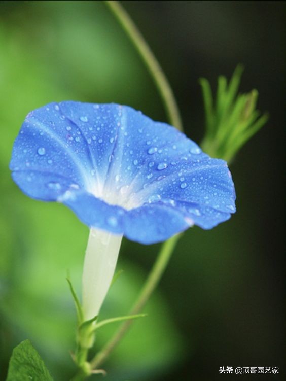 6种家装植物墙装修效果图及做法详解