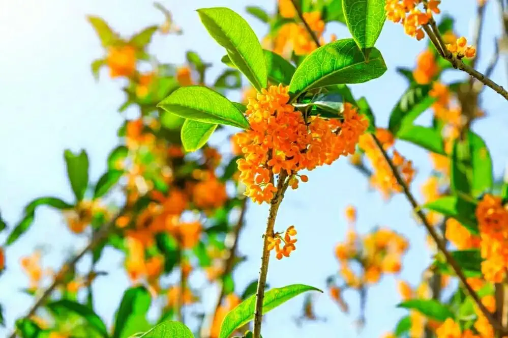 广州打卡必去的地方（广州浪漫的景点有哪些）