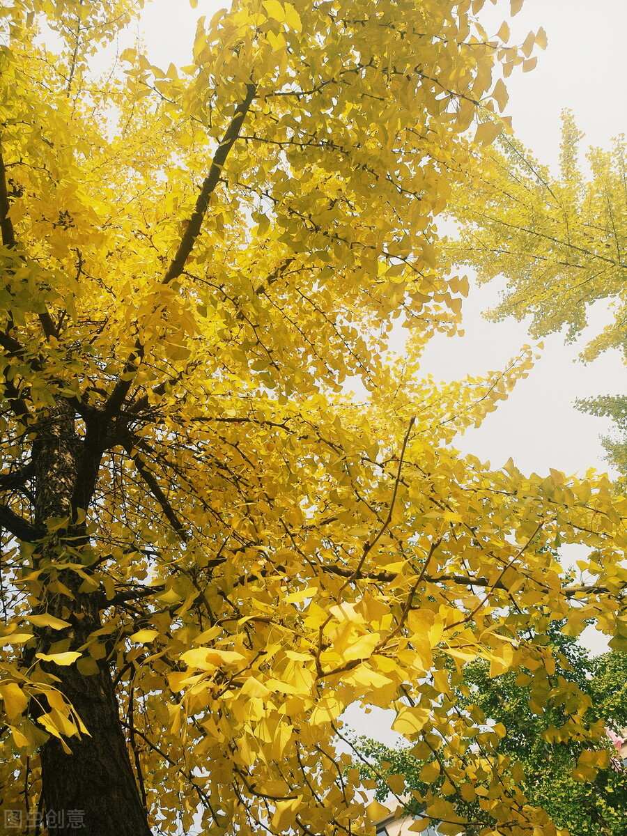 湖北理工学院继续教育学院成人高考专科本科专升本招生报名专业