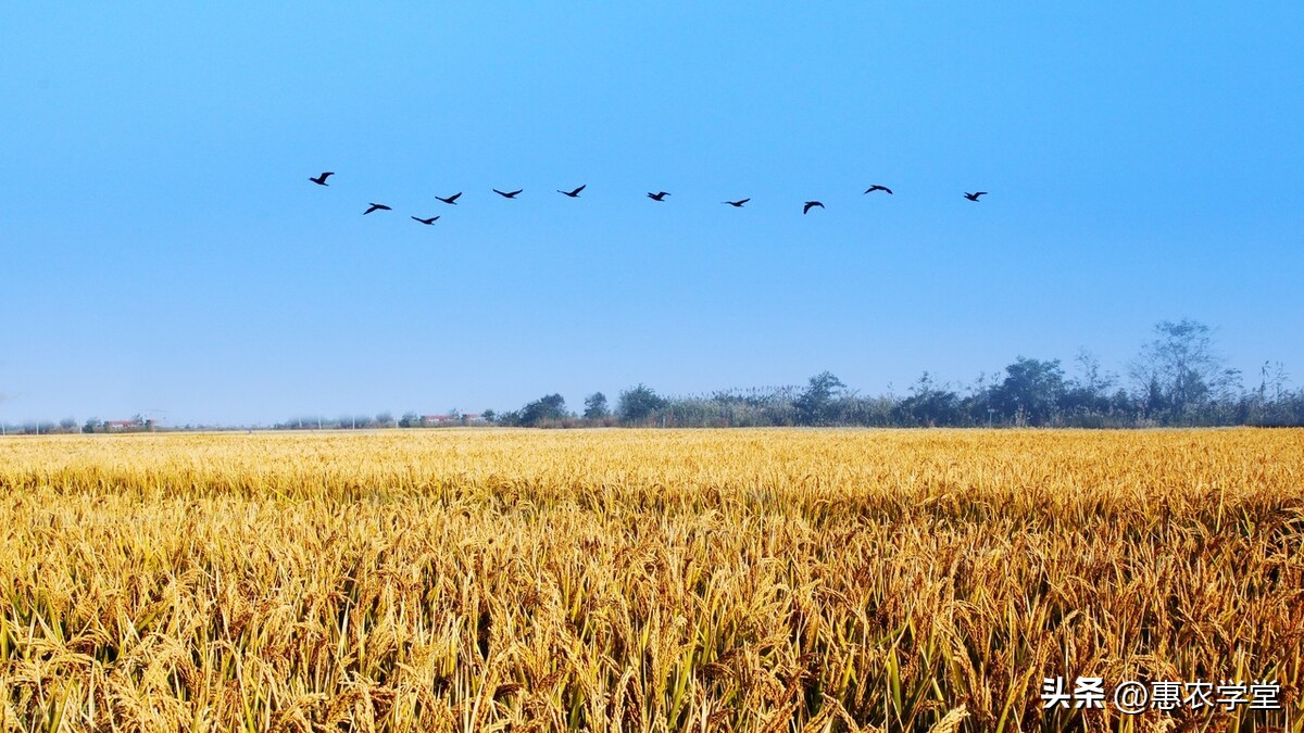 2022国庆节稻谷价格多少钱一斤？2022年稻谷最低收购价格是多少？