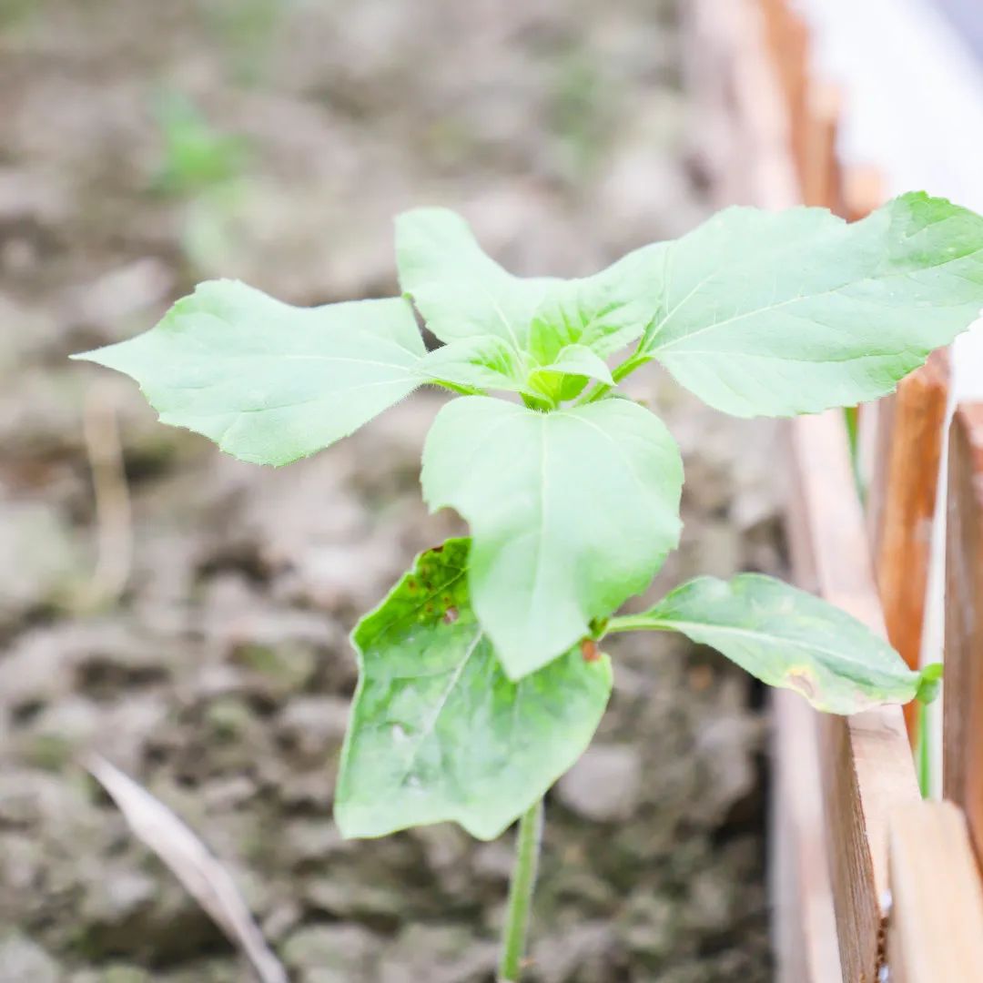 「责任教育 劳动课程」成都市双流区黄甲小学开发特色劳动种植课程