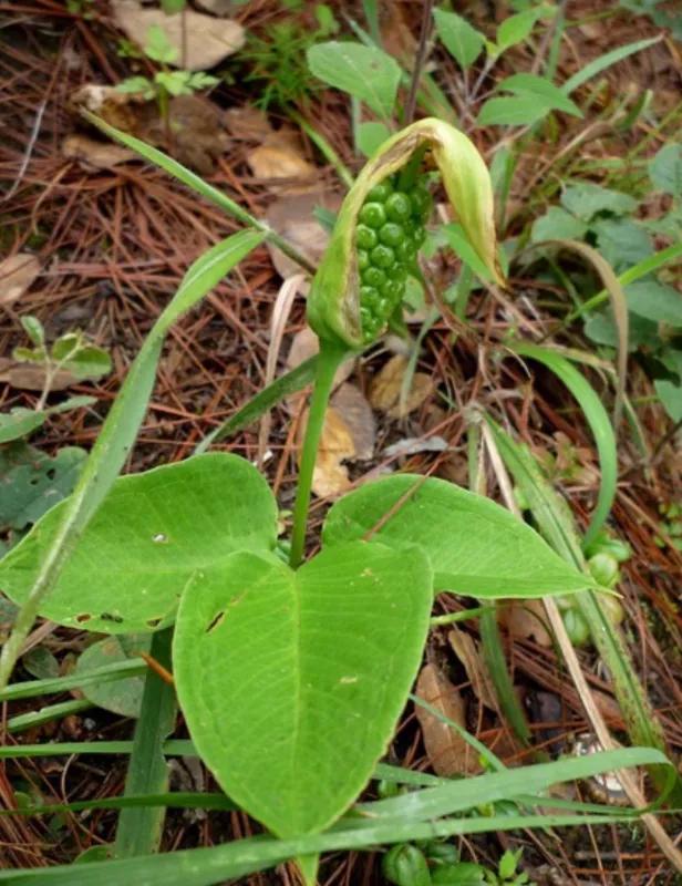半夏种子多少钱一斤(它是农田常见物) - 价格百科