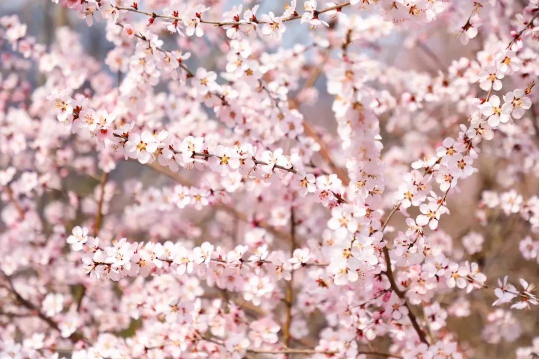 太原市晋源区：山花始盛开绿化管护忙