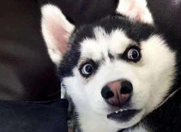 两只狗的故事简短
