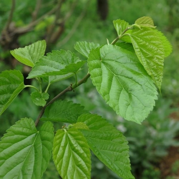 野菜有哪些（这100种野菜很常见也很美味）