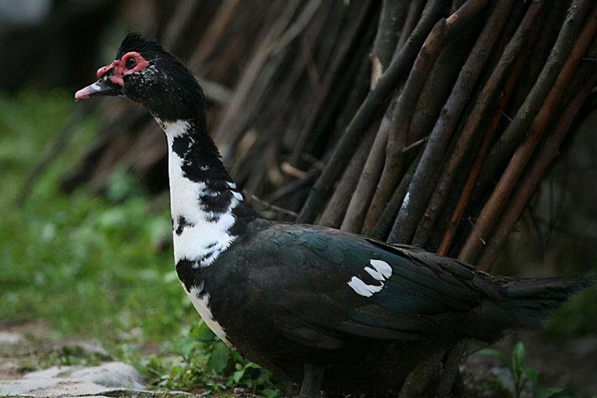 旱鸭苗多少钱一只?
