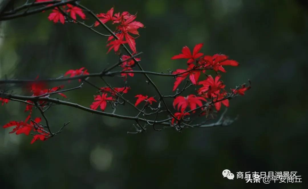 【商丘美景】红橙黄绿,赋予日月湖无限美好