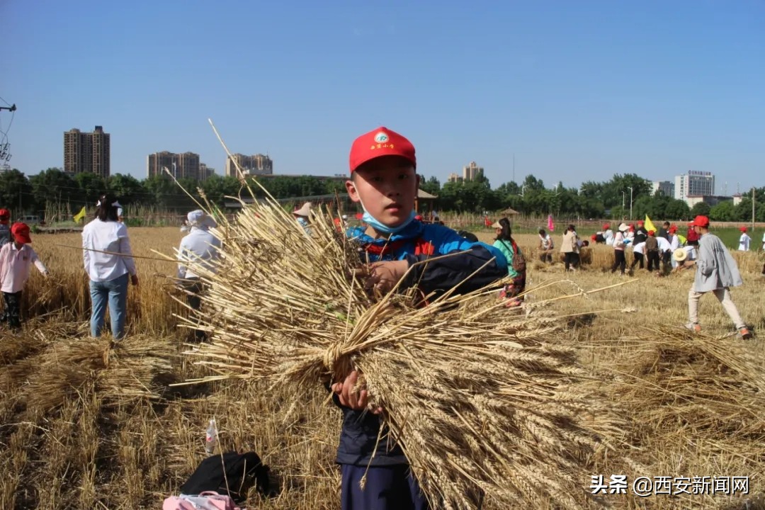 宝鸡市陈仓区西堡小学“收麦”实践活动令(图10)