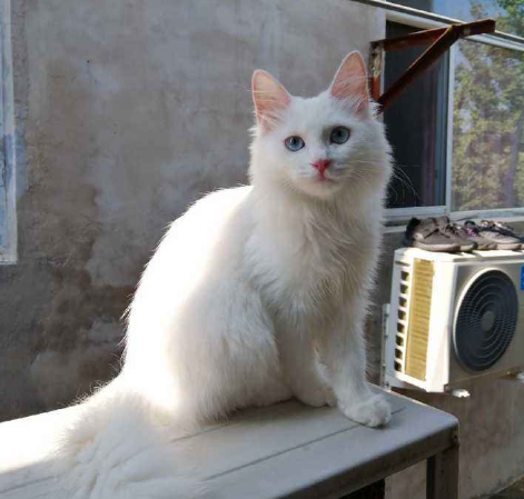 纯白色的猫是什么品种(长毛纯白猫是什么品种)-第5张图片-巴山号