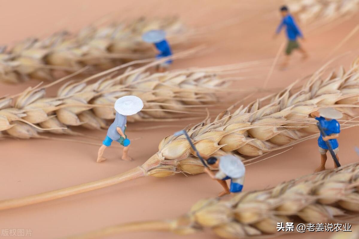 今日平度小麦的价格，今日平度小麦价格