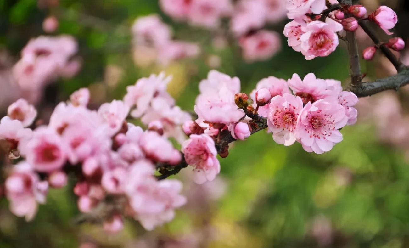 以花為媒，赴一場(chǎng)春日之約！