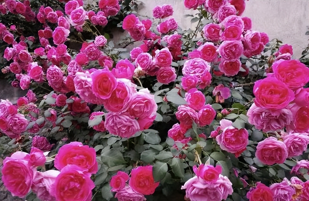 这4种月季爬藤能力强 慢慢开成 一面 花墙 开花弥漫着高级感 天天看点