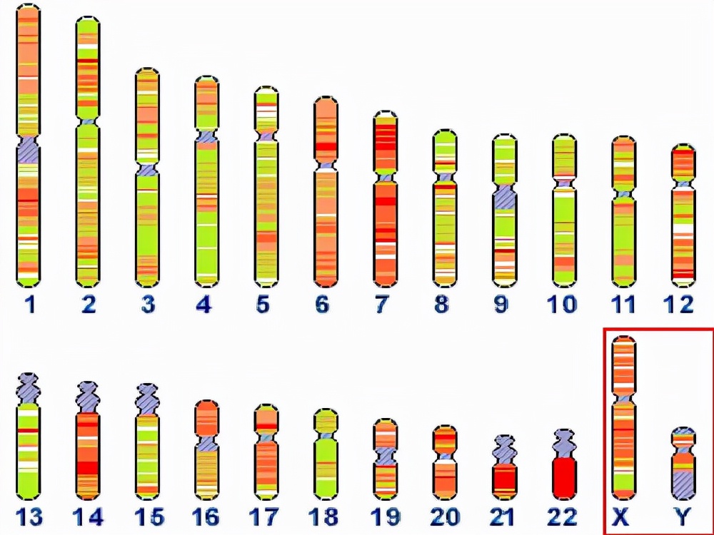 xy染色体分离图谱图片