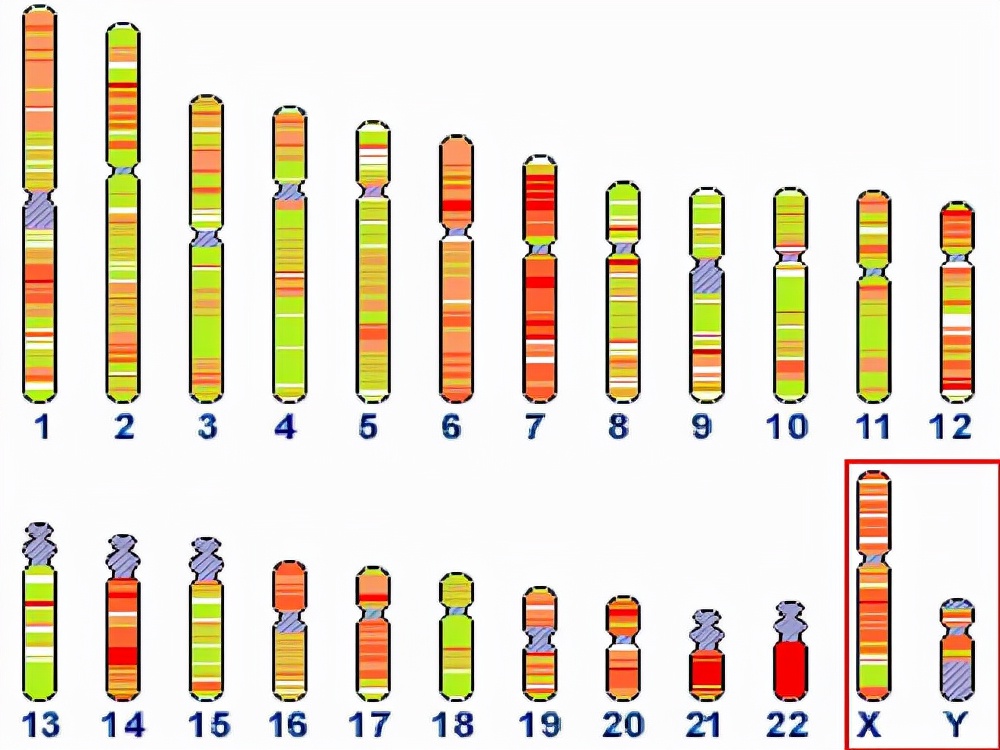 男人的染色體是xy,女人是xx,染色體是
