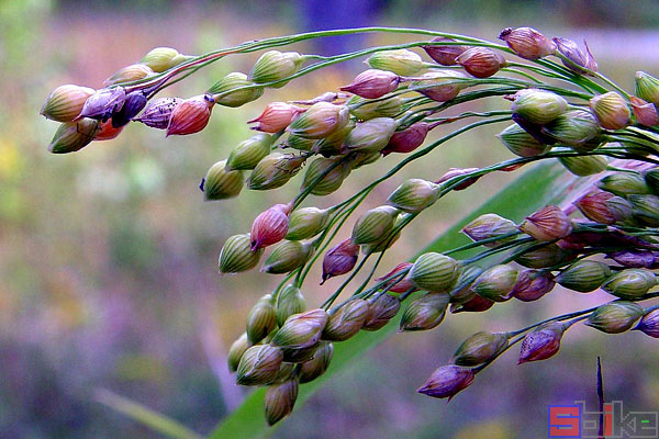 Sbike动植物百科：我国传统文化中俗称的五谷杂粮，是哪些作物？