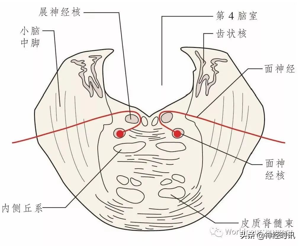 神经元结构图（高中生物神经元结构图）-第22张图片-昕阳网