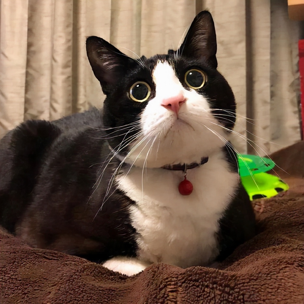 "奶牛猫"有这些特征,说明它已经被你"养熟"了