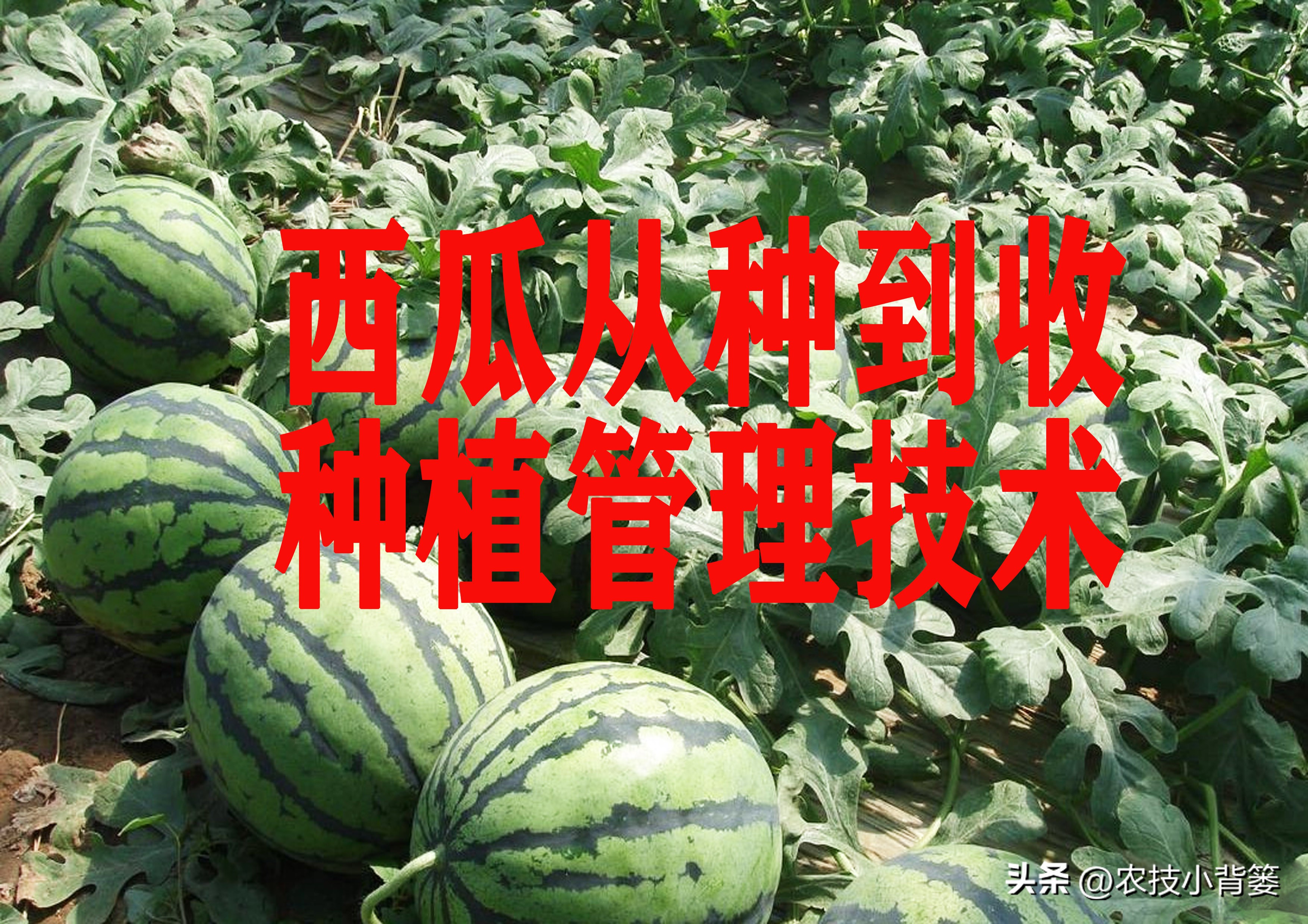 ϲʱͷϵĲڣ