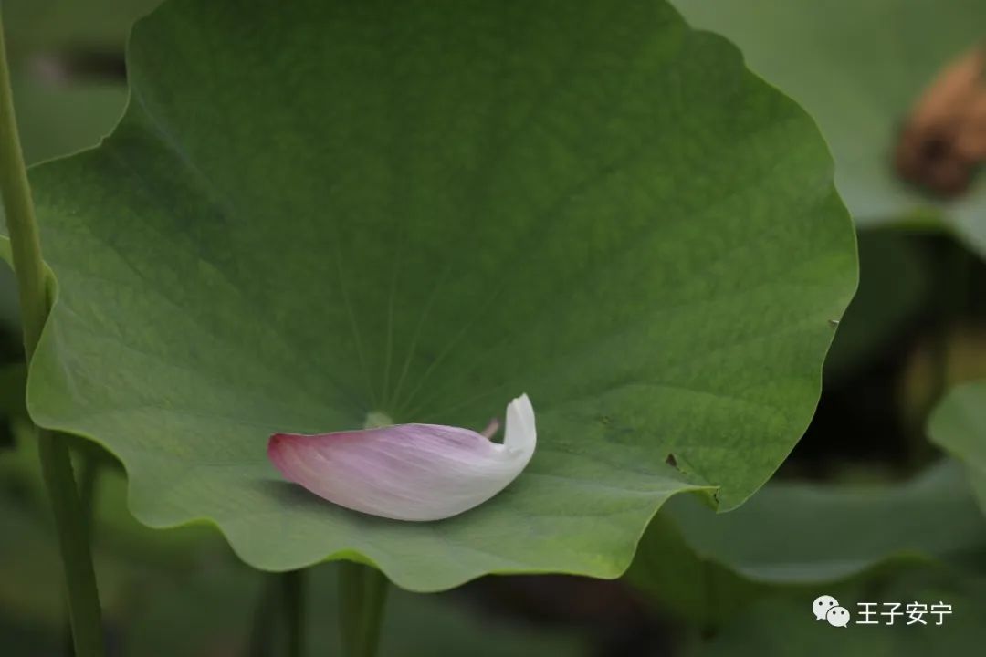 219@365今日立秋：云天收夏色，木叶动秋声（原创）